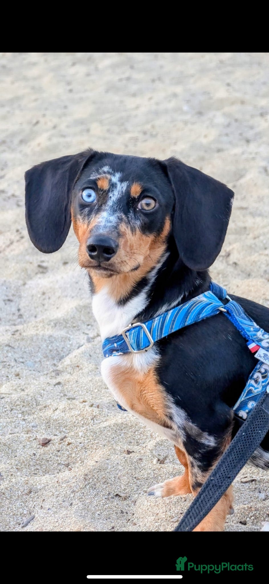 Kruising honden Doxiepoo : teckel x poedel  - Advertentie 1