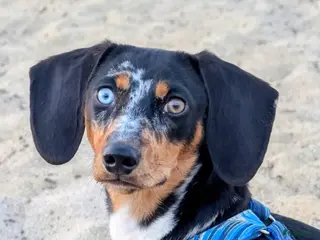 Kruising honden Doxiepoo : teckel x poedel - Advertentie 1