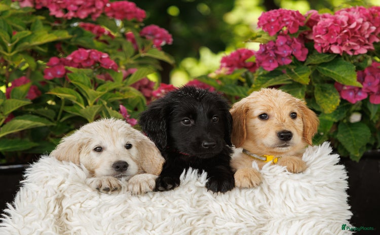 Flatcoated Retriever honden - Advertentie 1