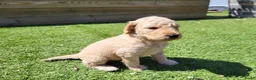 Labradoodle honden te koop: Labradoodle pups te koop! - Advertentie 8