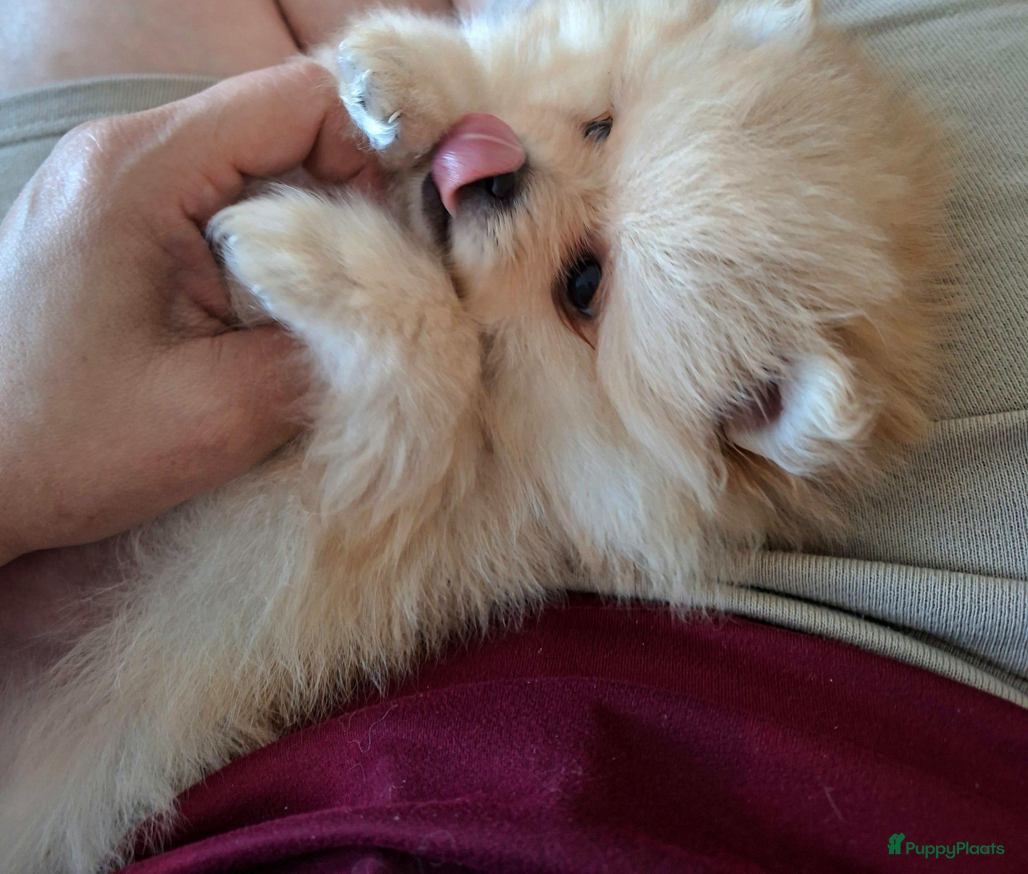 Pomeriaan honden Pomeriaan puppy’s  - Advertentie 6
