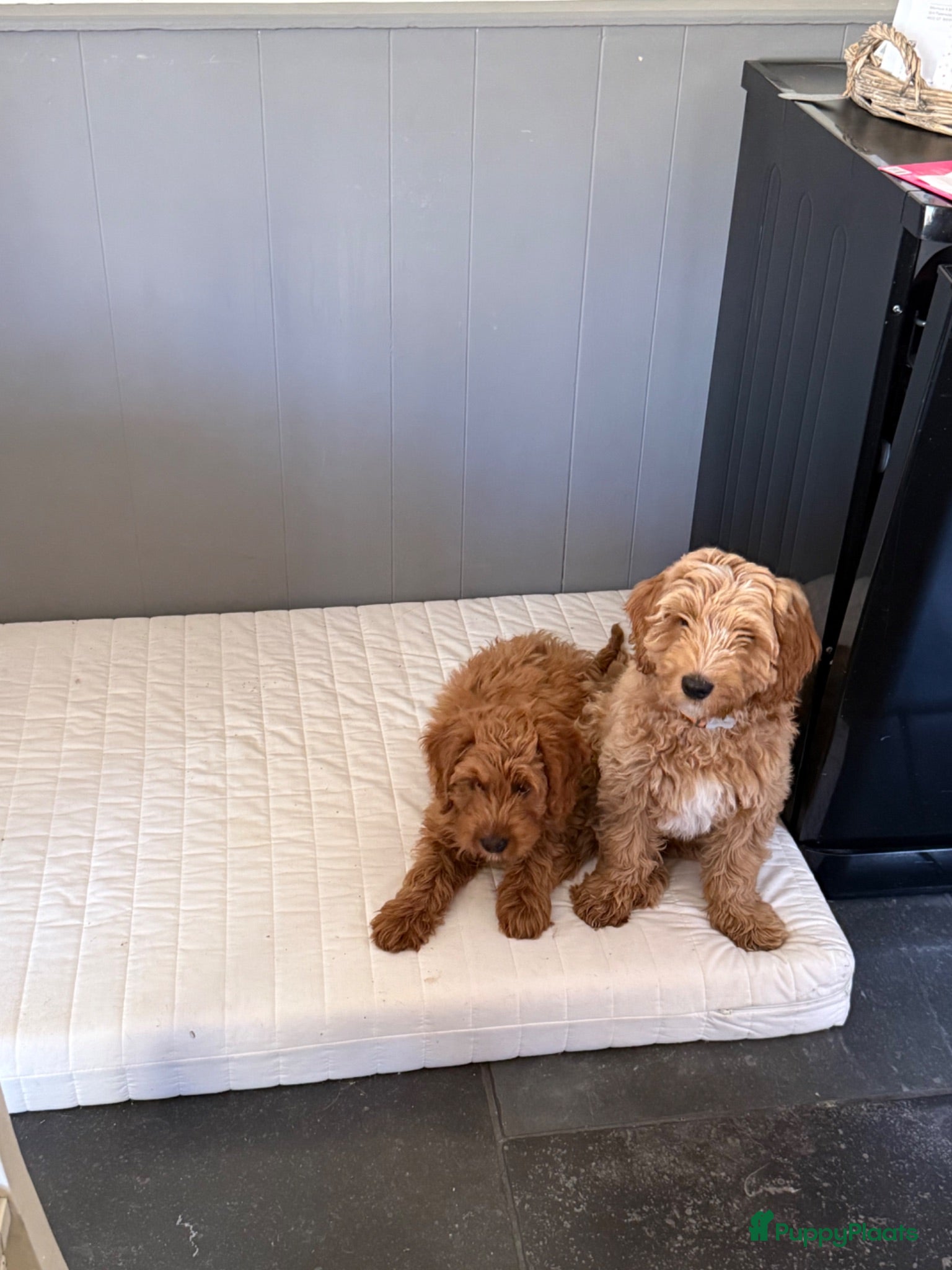 Australian Labradoodle honden Misschien zoekt dit Labradoodle pupje jou!  - Advertentie 2