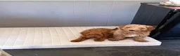 Australian Labradoodle honden te koop: Misschien zoekt dit Labradoodle pupje jou!  in Biervliet - Advertentie 2