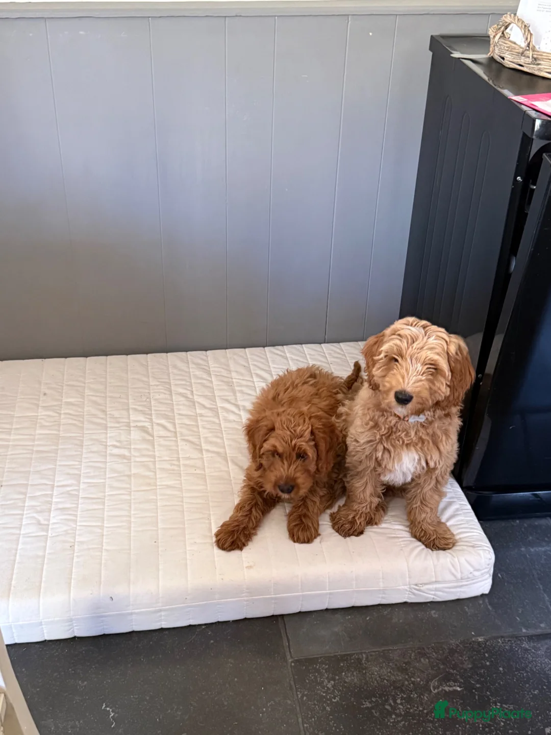 Australian Labradoodle honden te koop: Misschien zoekt dit Labradoodle pupje jou!  in Biervliet - Advertentie 2