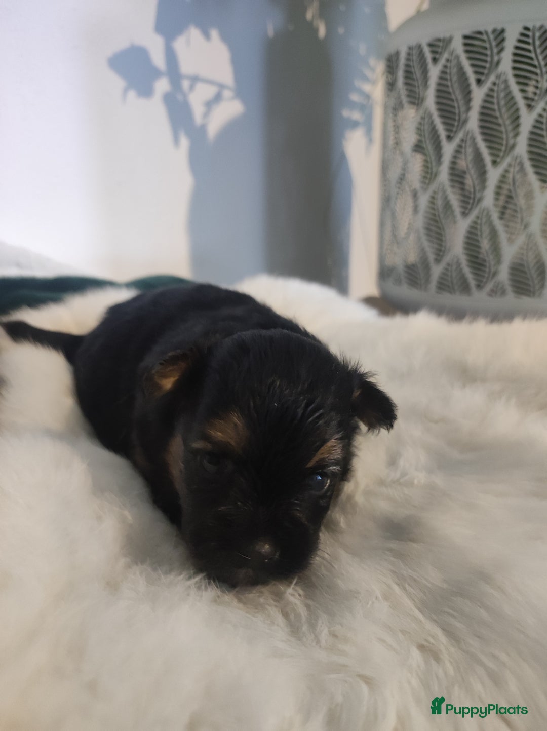 Maltipoo honden te koop: Prachtige pups maltipoo-pomerian in Helmond - Afbeelding 2