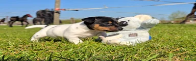Jack Russel Terriër Puppy 3