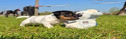 Jack Russel Terriër honden te koop: 🥰 5 Prachtige Jack Russel pups! 🐶 - Advertentie 27