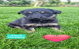 Kruising honden te koop: Prachtige pups Herdermix X Altdeutsche Hütehund  - Afbeelding 6
