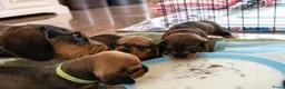 Ruwhaar Teckel honden te koop: Prachtige Ruwharige Teckel pups - Advertentie 22
