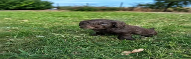 Australian Labradoodle blauw