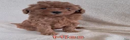 Labradoodle honden te koop: F1b mini doodles in Aarlanderveen - Advertentie 2