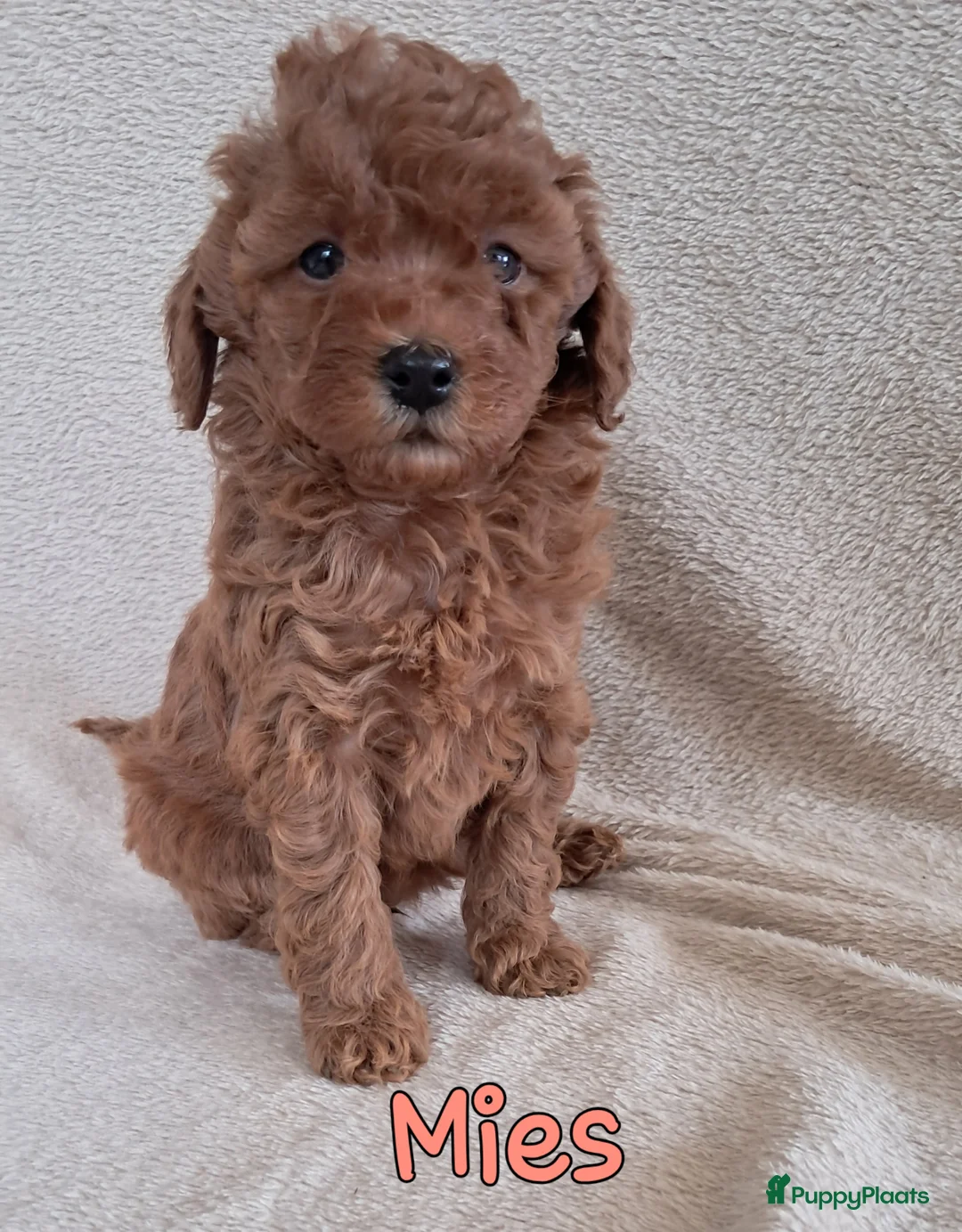 Labradoodle honden te koop: F1b mini doodles in Aarlanderveen - Advertentie 2