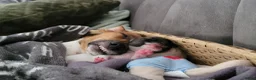 Jack Russel Terriër honden te koop: 4 Jack russel pups te koop in Maastricht - Advertentie 4