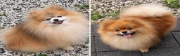 Pomeriaan honden te koop: dwergkees/pomeriaan pups geboren - Advertentie 4