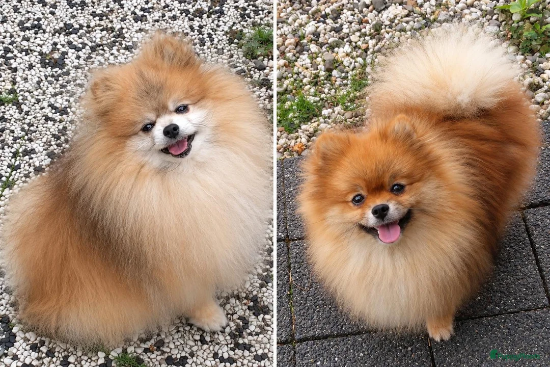 Pomeriaan honden te koop: dwergkees/pomeriaan pups geboren - Advertentie 4