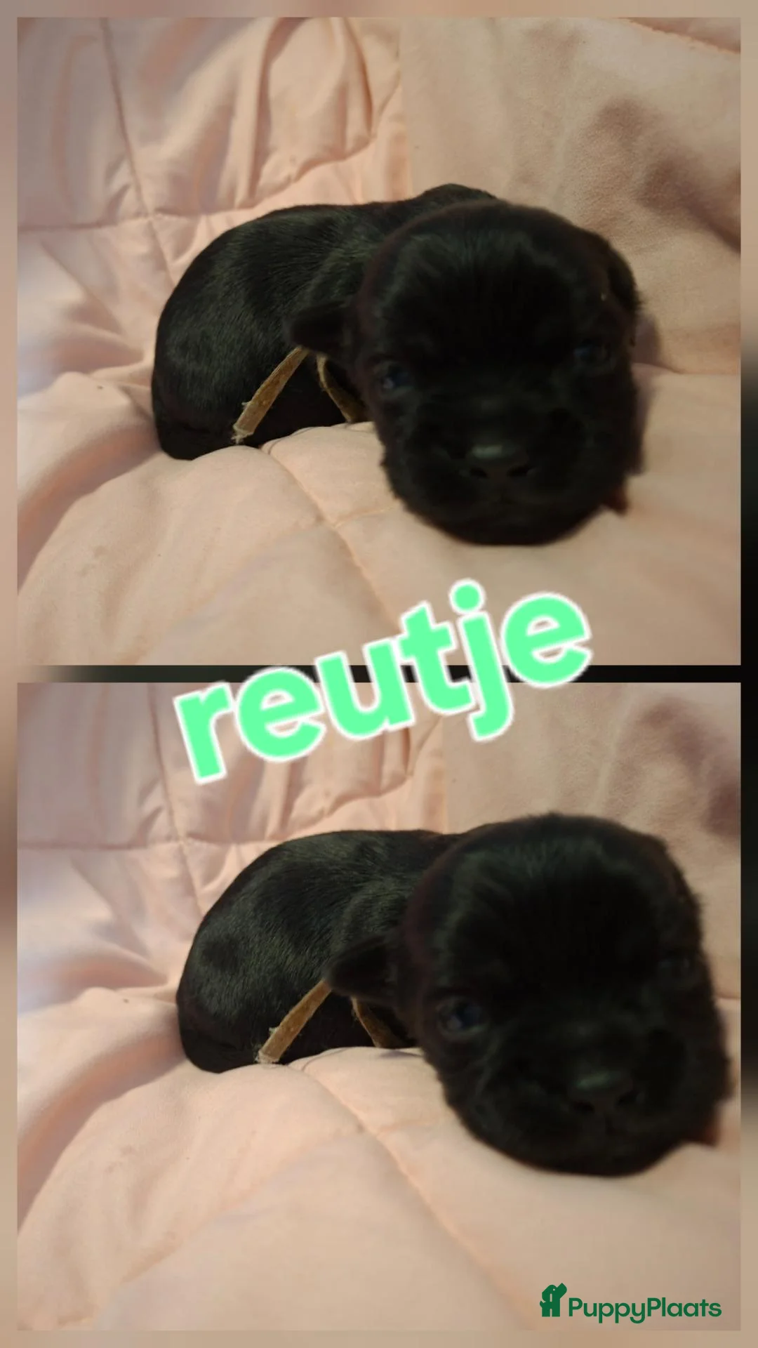 Shih Tzu honden te koop: Shih tzu pups  - Advertentie 13