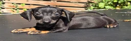 Dwergteckel honden te koop: Knapste teckel pups - Advertentie 15