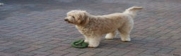 Labradoodle honden ter adoptie: labradoodle F 3 medium  - Advertentie 7