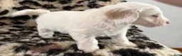 Labradoodle honden te koop: Nog 4 Mini Labradoodle pups beschikbaar.  - Advertentie 13
