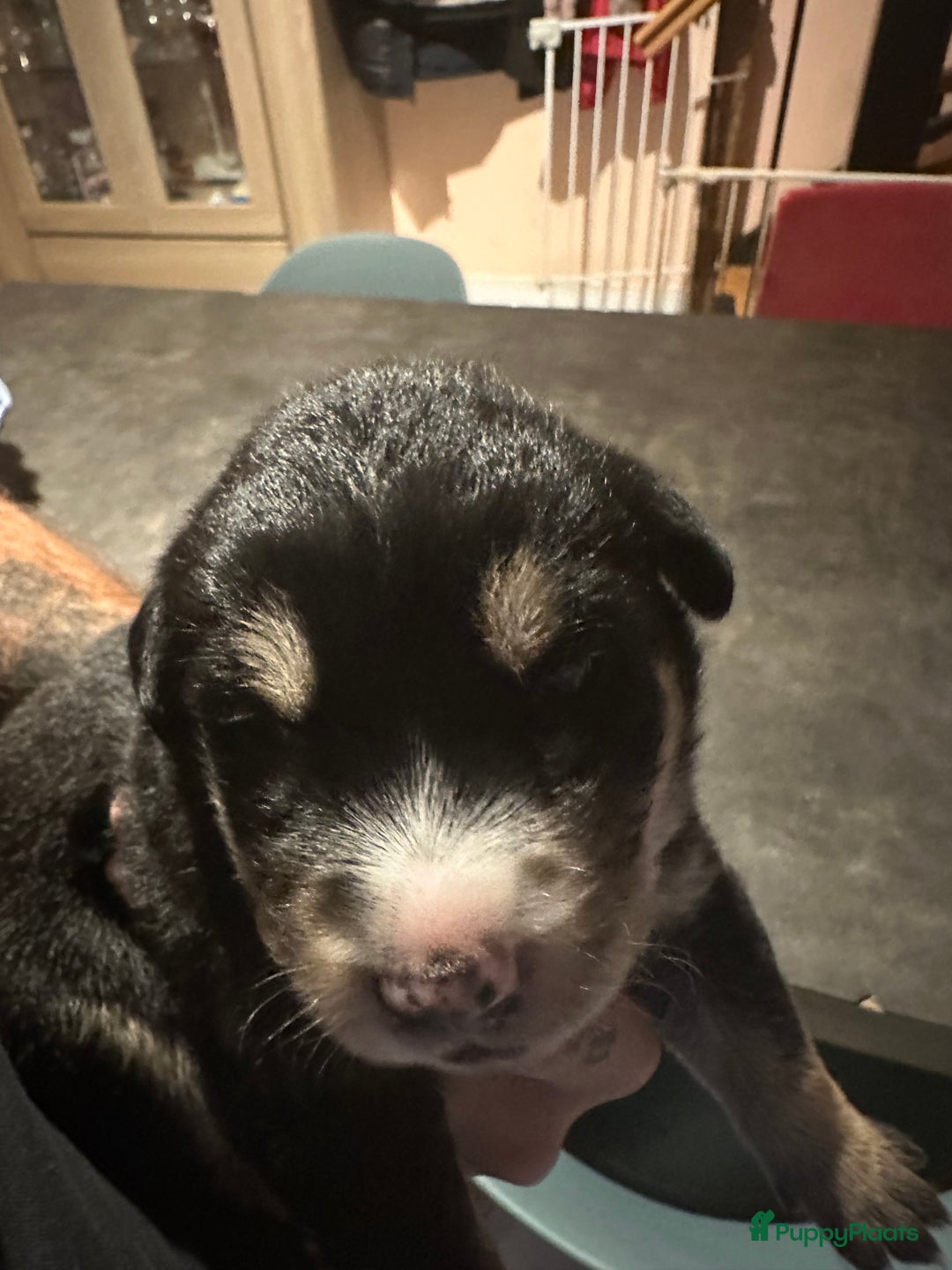 Kruising honden te koop: Liefdevolle bernsky pups  - Afbeelding 11