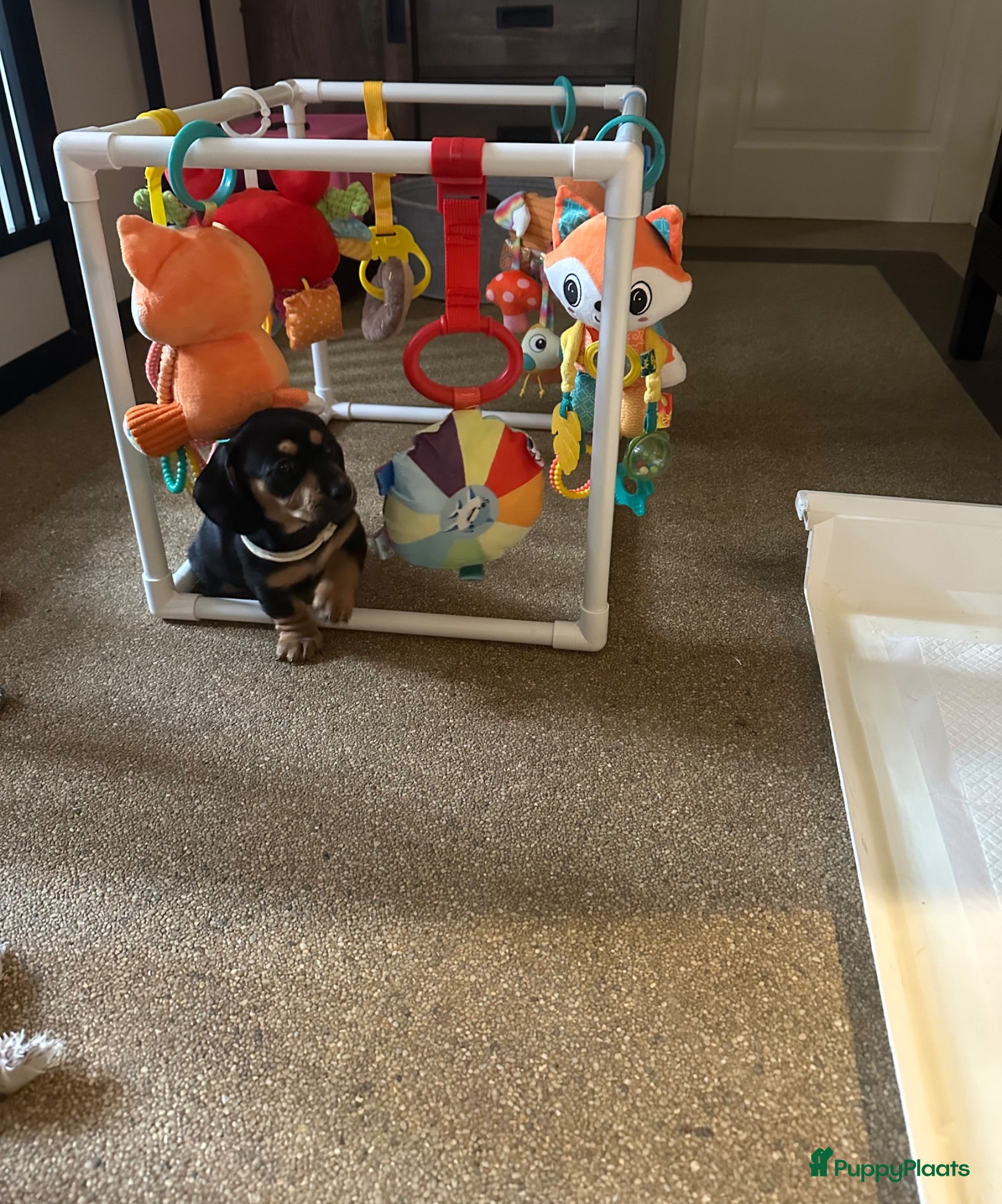 Teckel (korthaar)  honden Prachtig teefje mag het nestje verlaten  - Advertentie 3