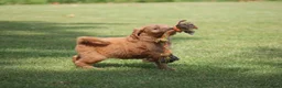Goldendoodle honden te koop: Mooie Goldendoodle pups - Advertentie 11
