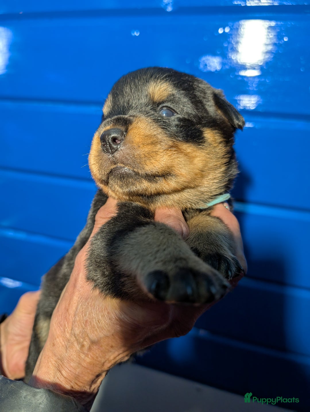 Rottweiler honden te koop: Zeer mooie rottweiler pups   - Advertentie 26