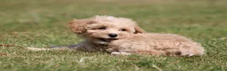 Maltipoo honden te koop: Knappe Maltipoo pups. - Advertentie 7