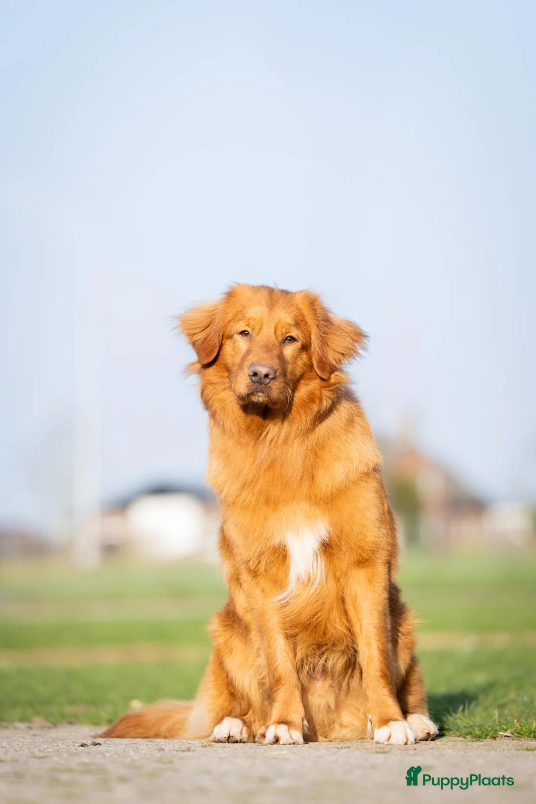 Nova Scotia Duck Tolling Retriever honden te koop: Gesocialiseerde Nova scotia Toller pups te koop! - Advertentie 9