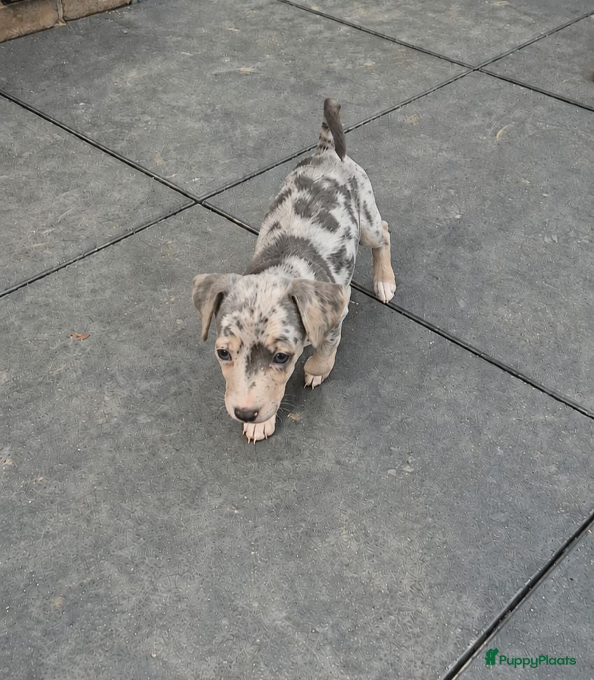 Jack Russel Terriër honden 1 grey merle jack russell teefje - Advertentie 1