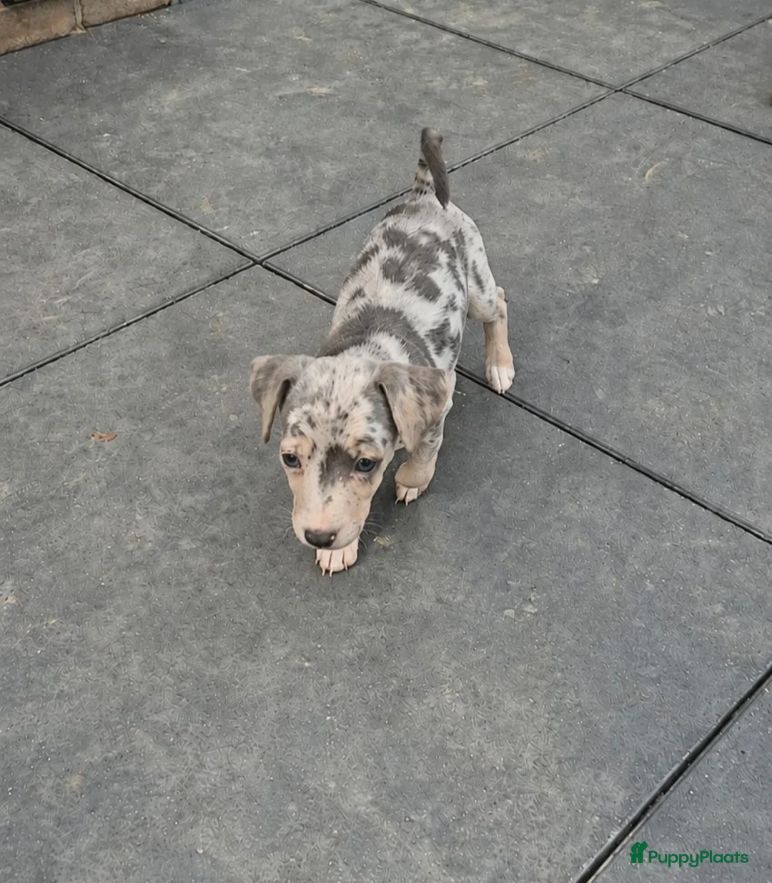 Jack Russel Terriër honden te koop: 1 grey merle jack russell teefje - Advertentie 1