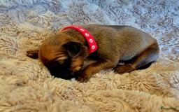 Rhodesian Ridgeback honden te koop: Rhodesian Ridgeback pups+stamboom 2reutjes 8weken  in Wierden - Afbeelding 30