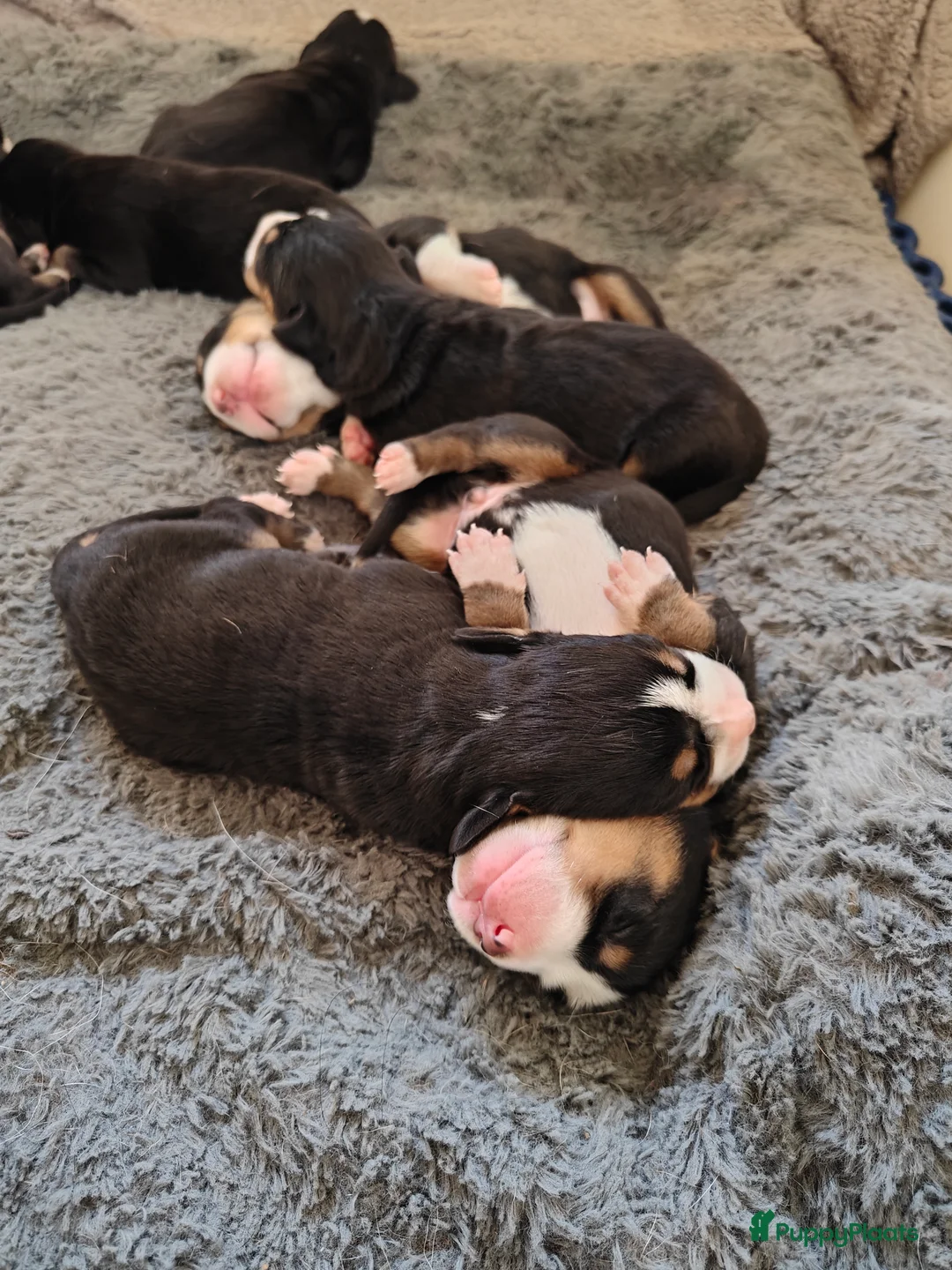 Grote Zwitserse Sennenhond honden te koop: Grote Zwitserse Sennenpups  - Advertentie 7