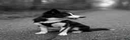 Kruising honden te koop: Bordecolie australian shepherd  - Advertentie 1