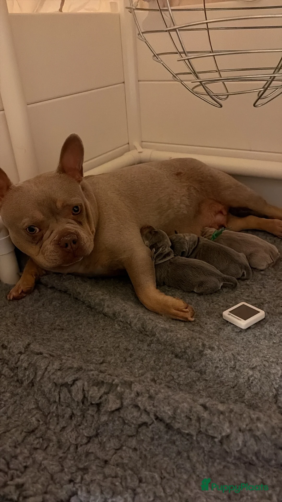 Franse Bulldog honden te koop: Mooie Franse bulldog pups - Advertentie 2