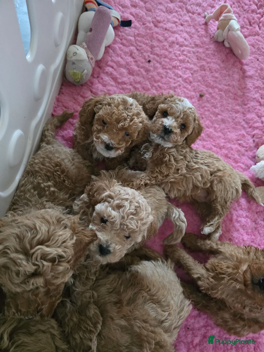 Maltipoo honden te koop: Mooie Maltipoo / toy poedel pup pups - Advertentie 33