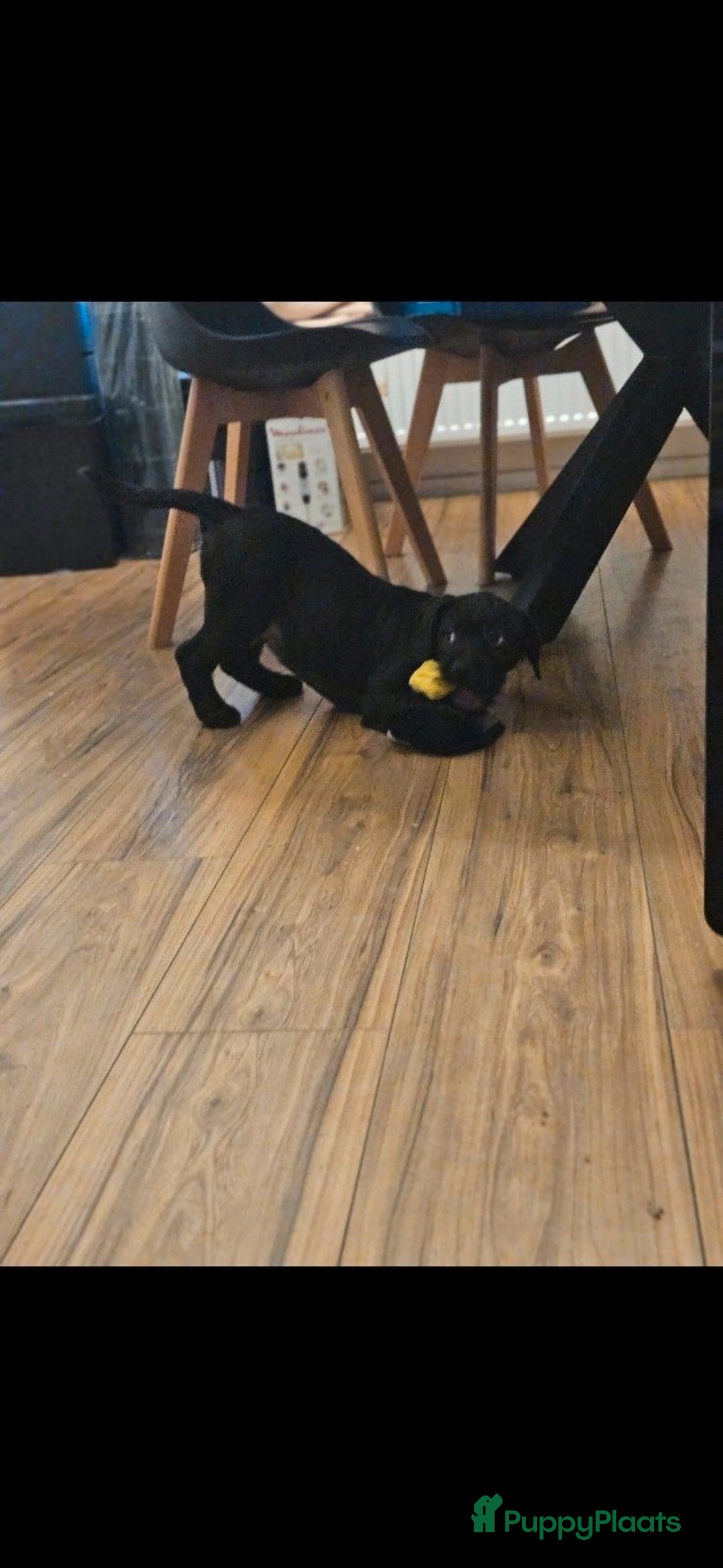 Kruising honden te koop: Super lieve Franse bulldog x toypoedel. - Advertentie 7