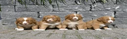 Nova Scotia Duck Tolling Retriever honden te koop: Nova Scotia Duck Tolling Retriever pups # Toller - Advertentie 26