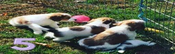 Kooikerhondje honden te koop: Schitterende kooikerpups - Advertentie 9