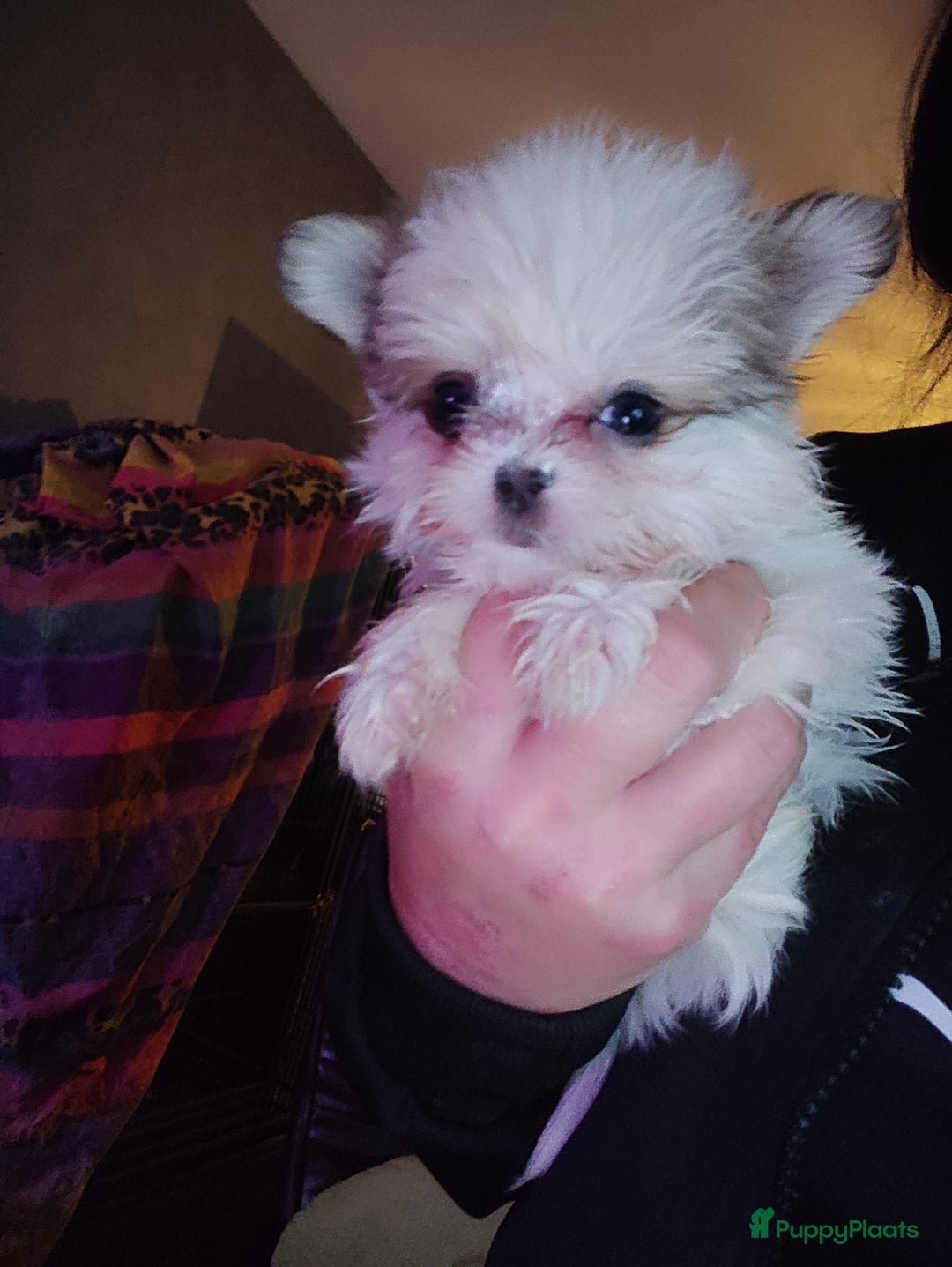 Kruising honden te koop: Shihtzu x pomeriaan (shipoo) - Advertentie 3