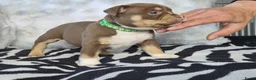 Amerikaanse Bully honden te koop: amerikaanse pocket bully's - Advertentie 12