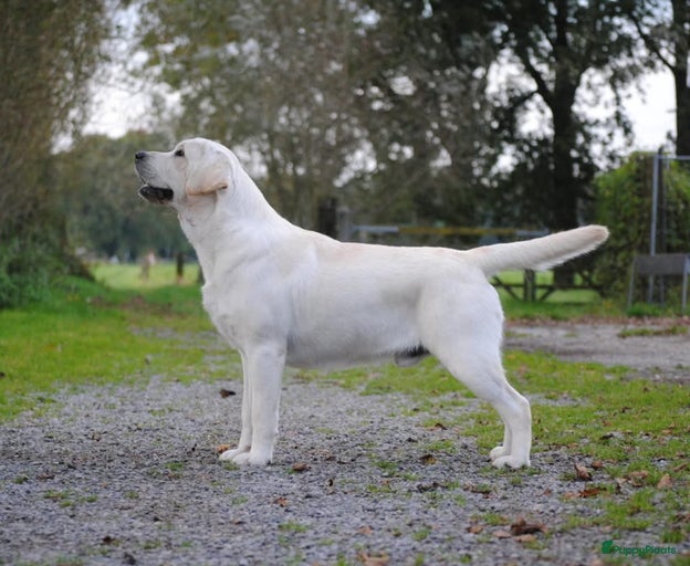 Galerij afbeelding {{count}}