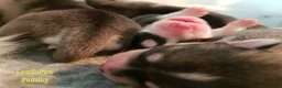 Pomsky honden te koop: Pomsky puppy’s F4+, 100% Amerikaanse bloedlijn - Advertentie 16