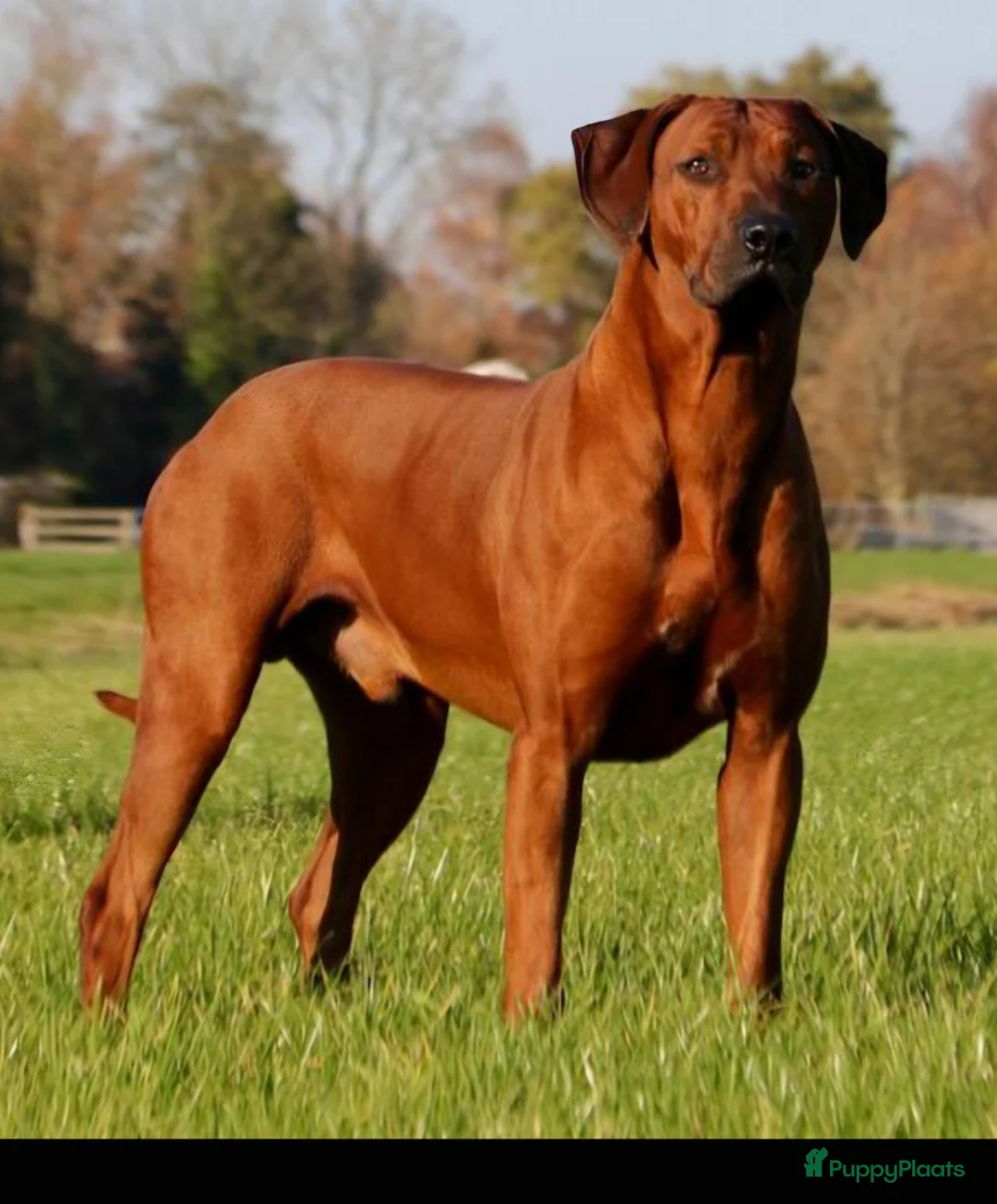 Rhodesian Ridgeback honden te koop: Nest verwachting Kennel Majaliwa - Advertentie 5