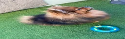 Pomeriaan honden te koop: Sticht in Venlo - Advertentie 1