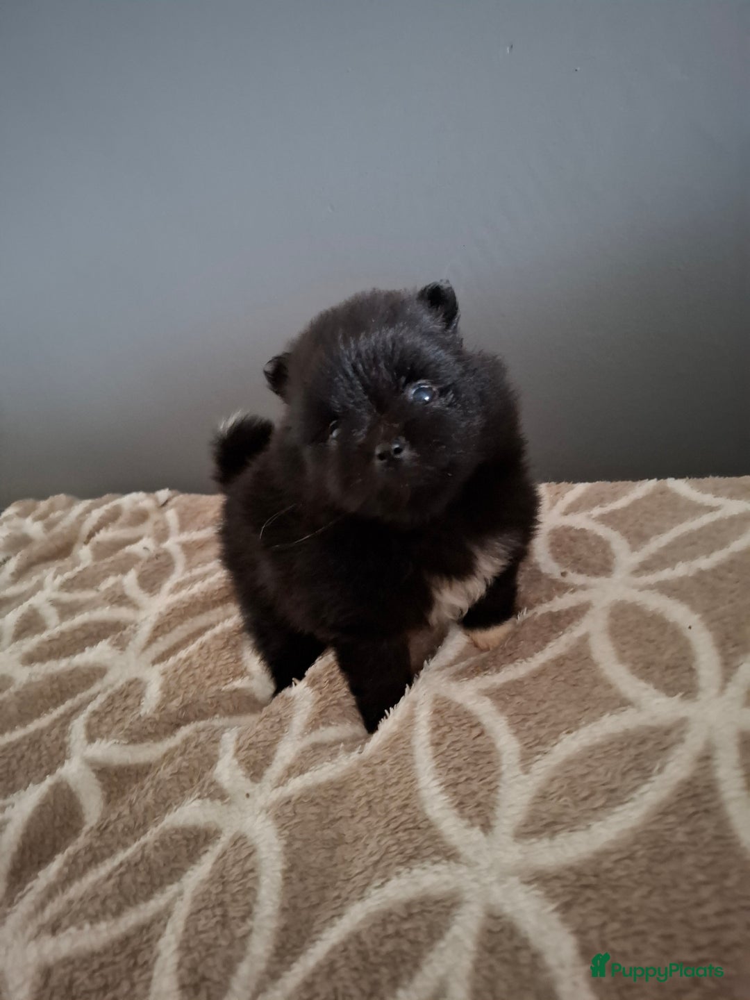 Pomeriaan honden te koop: Pomeranian pups met stamboom en geteste ouders  - Afbeelding 9