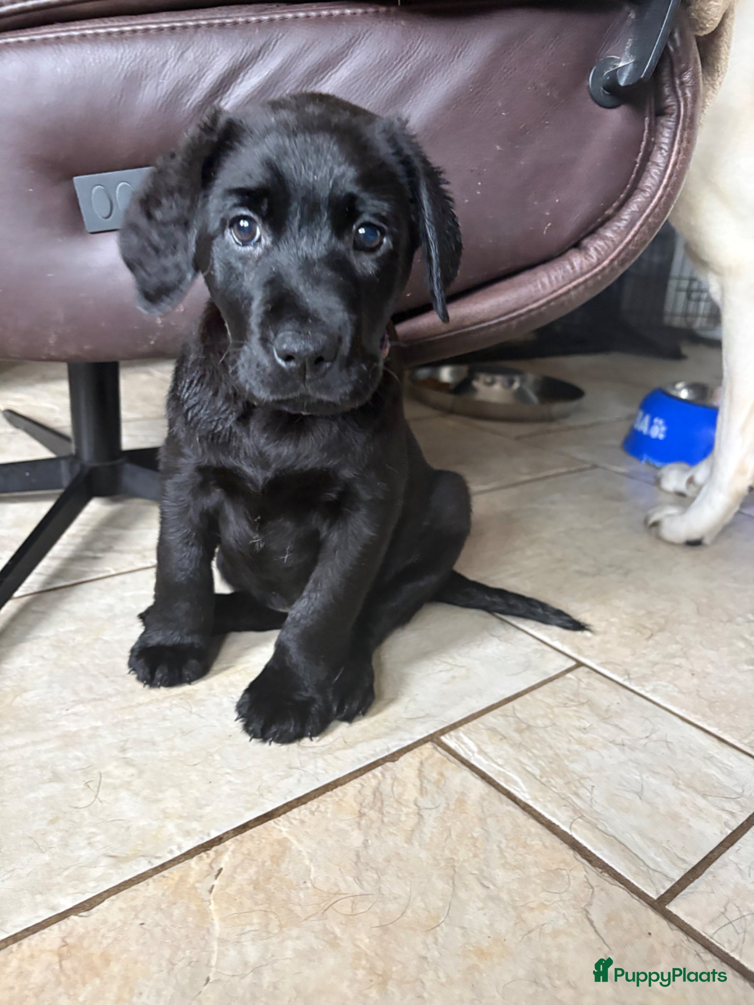 Labrador Retriever honden     Mooie Labrador pups klaar om te verhuizen - Advertentie 1