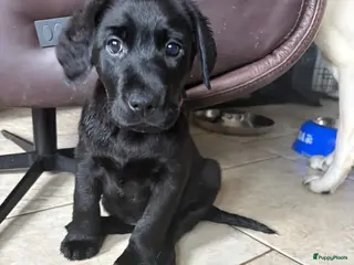 Labrador Retriever honden Mooie Labrador pups klaar om te verhuizen - Advertentie 2