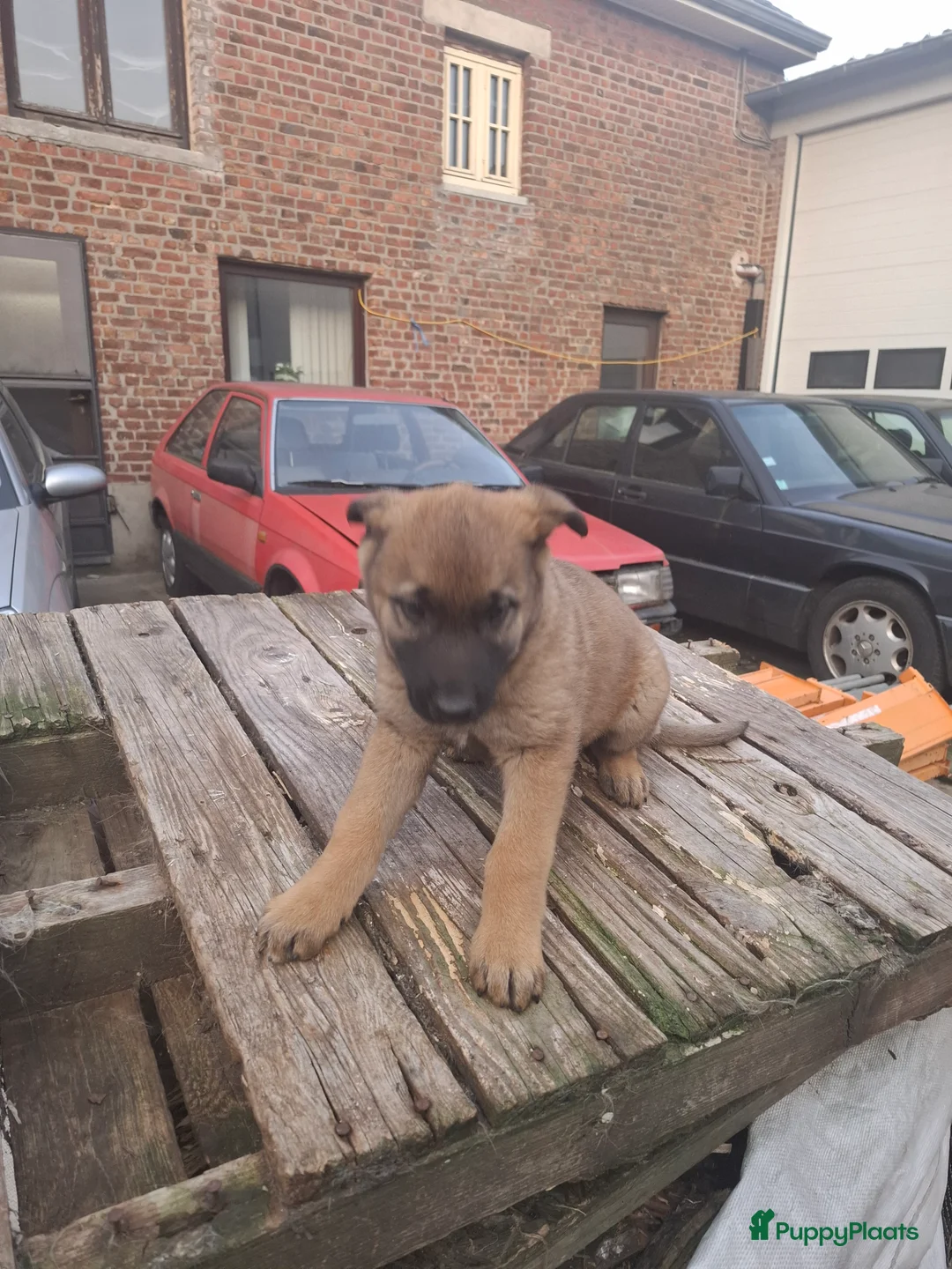 Kruising honden te koop: Mechelse x Duitse Herder pup 8 weken  in Maastricht - Advertentie 4