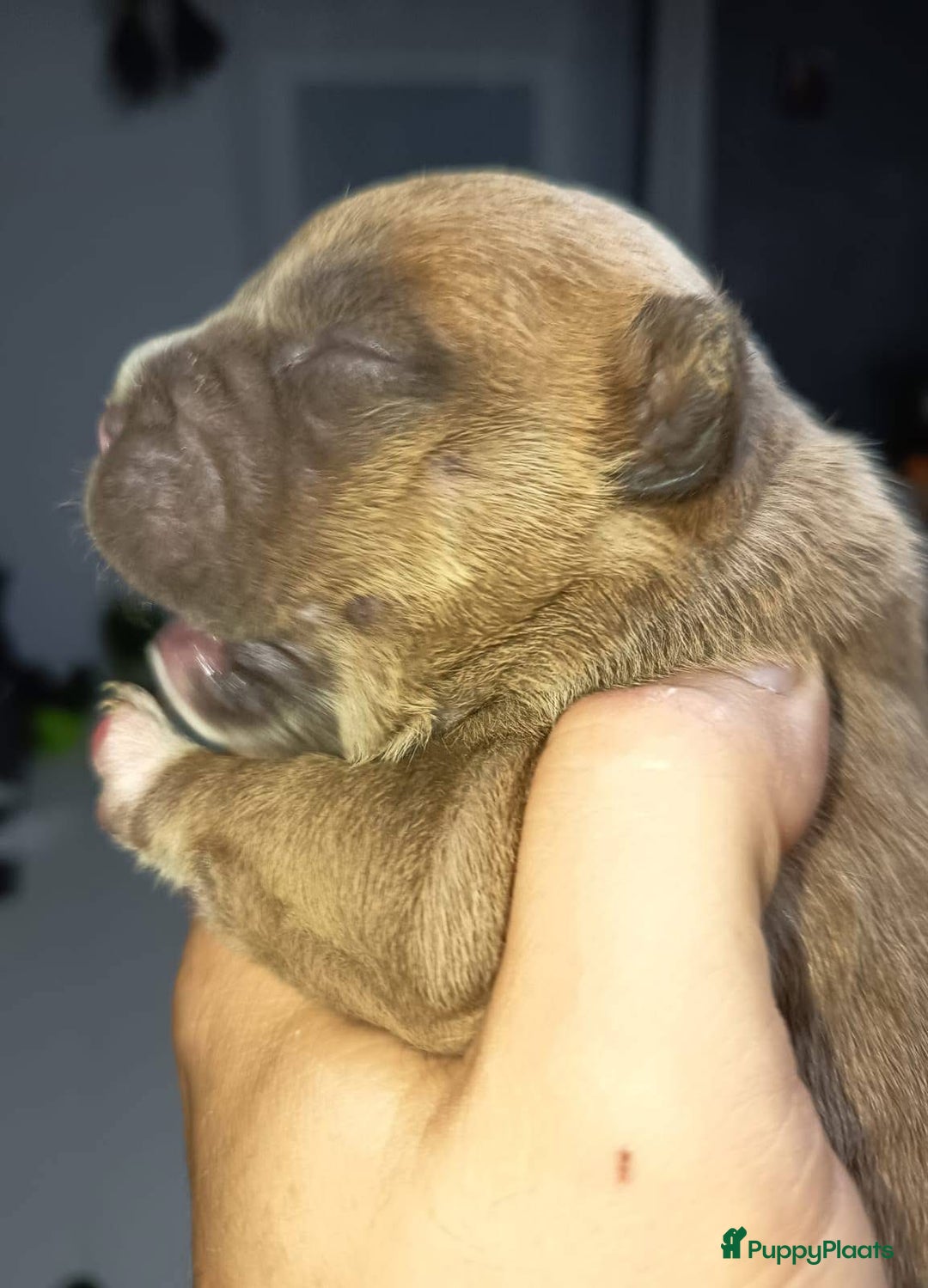 Amerikaanse Bully honden te koop: Amerikaanse Bully-puppy's  - Advertentie 10